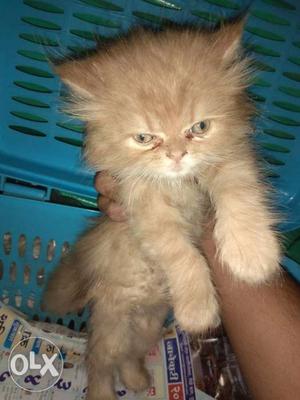 Persian cat male and female available