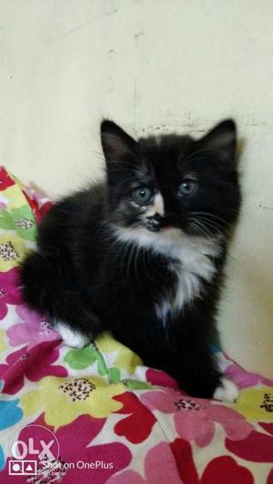 Persian cross one kitten female two month old