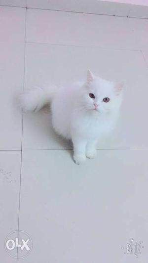 Persian female White Kitten