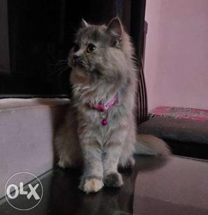 Persian female cat. 6 months old. Last price 