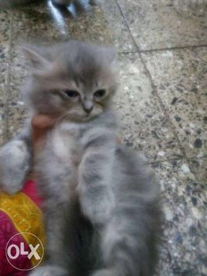 Persian kitten long coated hair