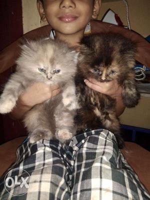 Persian kitten semi punch 50 days old for sale,