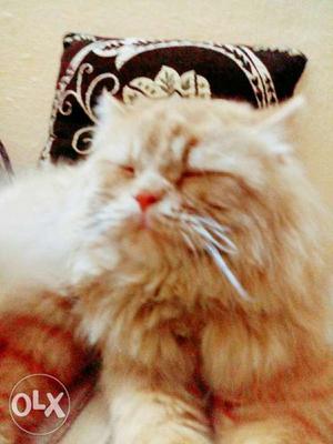 Persian male cat only for mating
