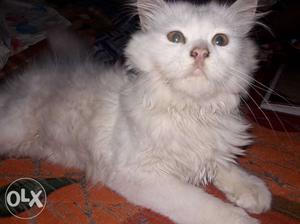 Persion cat FEMaLE white 5 month old rs 