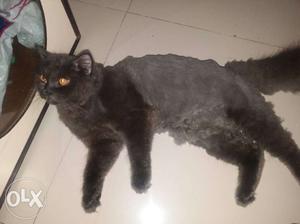 Persion cat grey colour 10 months old hair removed
