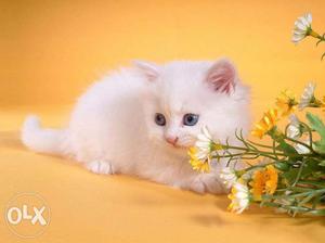 Perssian kitten. female.pure white.hurry.only few left