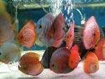 Pink Discus Fishes