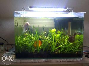 Planted aquarium good condition without fishes
