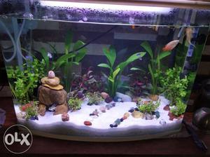 Planted aquarium with fishes and all Accessories