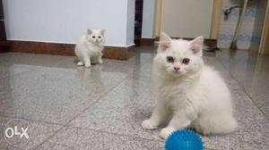 Potty trained pure white semipunch Persian kittens
