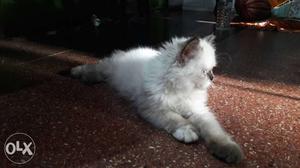 Punch face Persian cat available quality is too