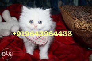 Pure Lineage Persian Kittens For Sale. All types