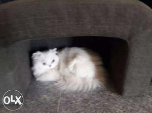 Pure persian breed semi punch female and male