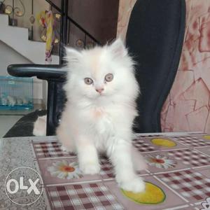 Pure persian cat 2month old male rate can be bit