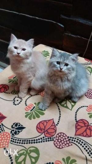 Pure persian cat 3mnths old grey female fawn male