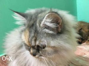Pure persian female cat healthy and vaccinated 10