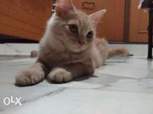 Pure persian kittens 2months old urgent seling