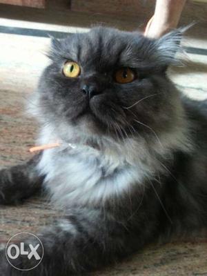 Pure persion cat male very friendly playfull