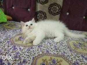 Pure white persian kitten for sell..heavy bones..