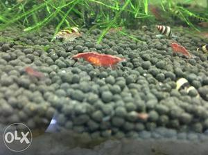 Red Cherry Shrimp 50 RS for a pair