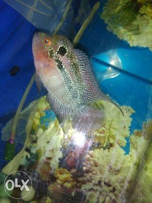 Red Dragon Flowerhorn a good quality fish