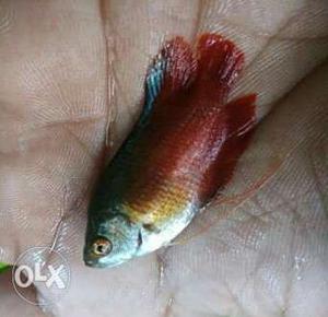 Red Fish In Kolkata