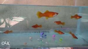 Red Swordtail for sales