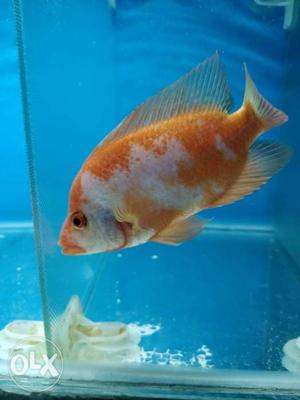 Red devil cichlid fish
