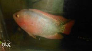 Red devil fish cichlid pink and white spot colour