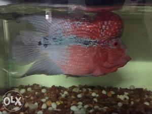 Red dragon flowerhorn-15cm-have training of jump