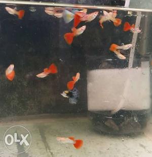 Red guppy for sale