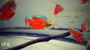 Red lily gourami fish for planted, tetra