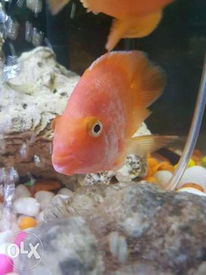 Red pered fish 5 inch size heldi end high quality