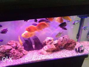 Redparrot fish pair 5inch
