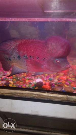 SRD Flowerhorn for sale. Active and healthy.