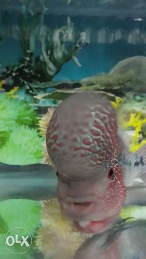 SRD Flowerhorn only one year old very friendly and agrasive