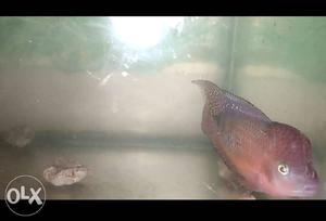 SUPER RED MONKEY (SRM) vip fish 3 inch, big head,