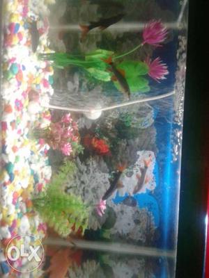 Sark fish 6, stone, Pamp jharna and Aquarium