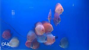 School Of Red And Grey Discus Fish (imported)