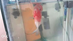 Sell my improted srd monstar kok flowerhorn fish
