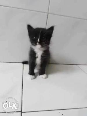 Short-fur Black And White Tuxedo Kitten
