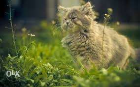 So cute Persian kitten for sale in all COD