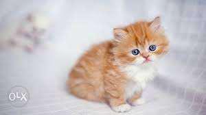 So cute very Persian kitten for sale in all India