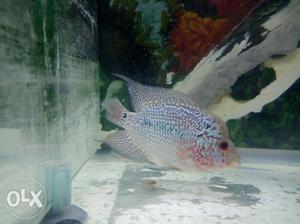 Srd Flowerhorn male for sale at cheap price head