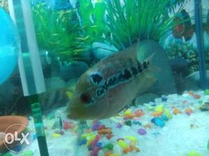 Super red dragon Flowerhorn female fish bast quality