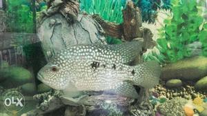 Texas fish size 7-8 inch fully healthy. Red perrot fish big
