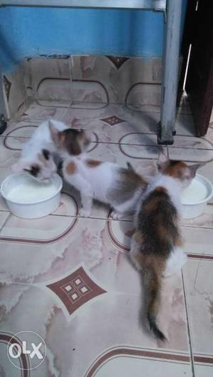 Three pretty cats-kitty here. take three only 500