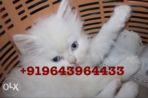 Triple Coated Persian Kittens and Cats for Sale.