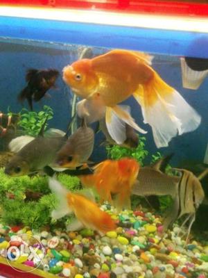 Two 8" gold fish two standard size orenda gold