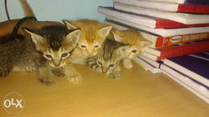 Two Gray And Two Orange Tabby Kittens